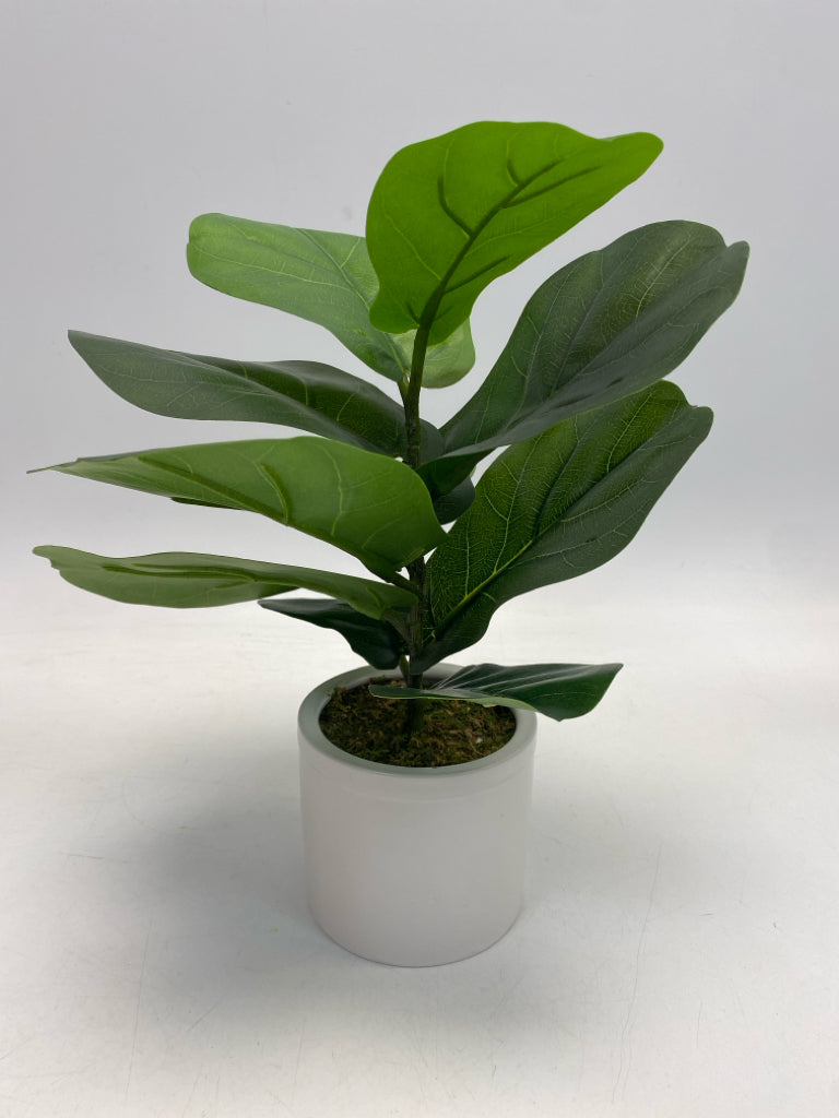 Green Cream Silk Plant